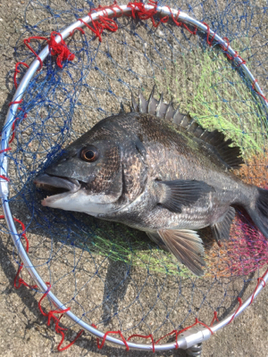 今日の沖堤防アタリ極少