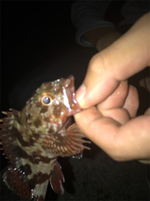 アナゴ釣りのはずが