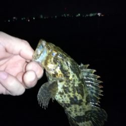 ロックフィッシュ釣行