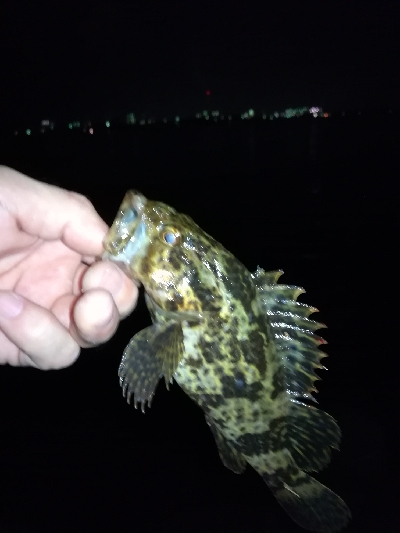 ロックフィッシュ釣行