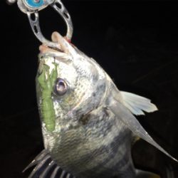 淀川ブリームゲーム 川の流れを制する