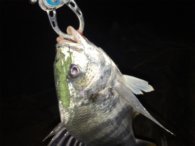 淀川ブリームゲーム 川の流れを制する