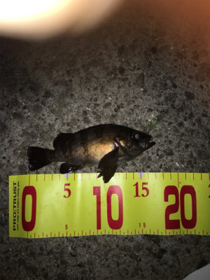 続・梅雨メバリング