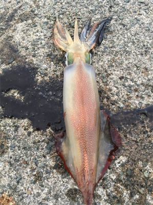 狙い勝ちの大爆釣