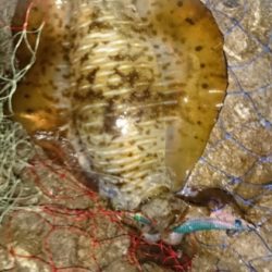 エギング釣行その22