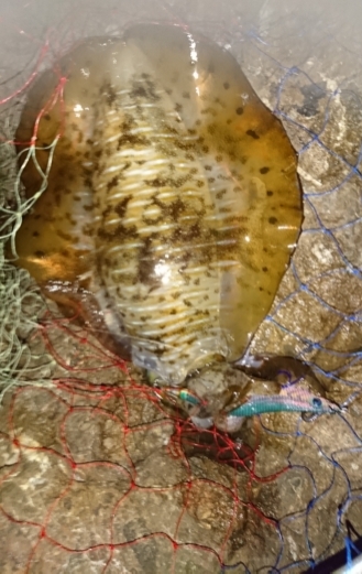 エギング釣行その22