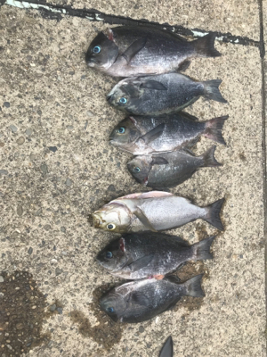 梅雨グレラスト