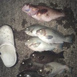 佐々木さん!アコウ美味しかったですか?