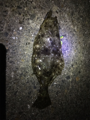 ナイトフラット！