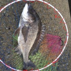 今日のテトラは大シケ