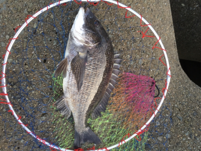 今日のテトラは大シケ