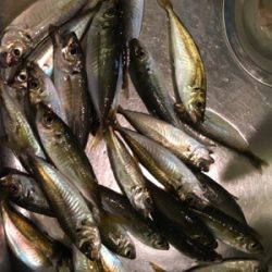 ナイトアジング