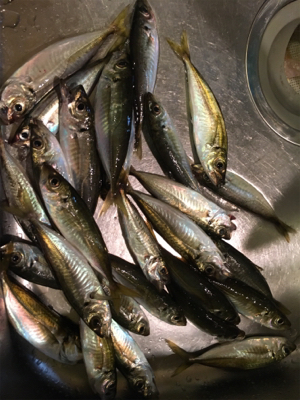 ナイトアジング