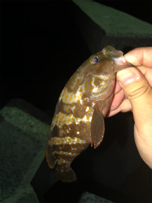 ロックフィッシュ