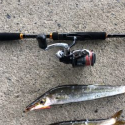 カマス釣れました