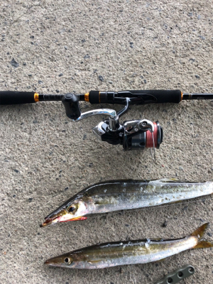 カマス釣れました