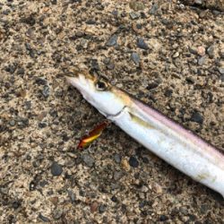 ここでもカマス