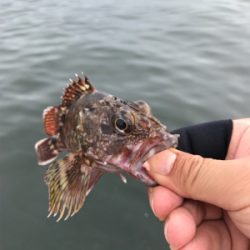 ロックフィッシュの癒し