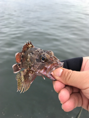 ロックフィッシュの癒し