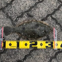 今期初キス&20年ぶりカレイ