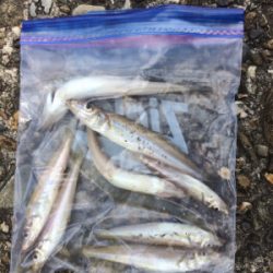 絶対に釣らなければならない獲物が底にはいる