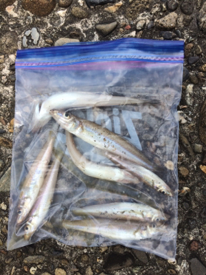 絶対に釣らなければならない獲物が底にはいる…