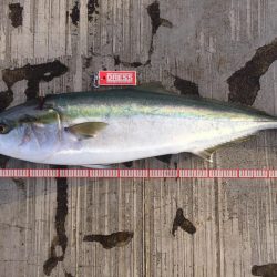 鰤くんゲットん