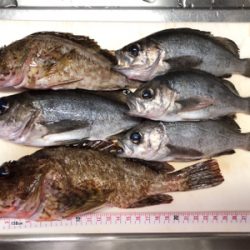 下蒲刈島のアジ・メバル