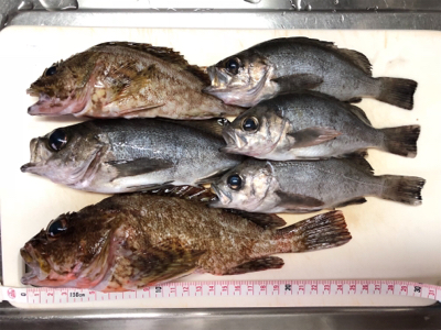 下蒲刈島のアジ・メバル