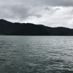 今日のサビキは ？