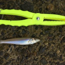 キス投げ釣りデビュー戦！