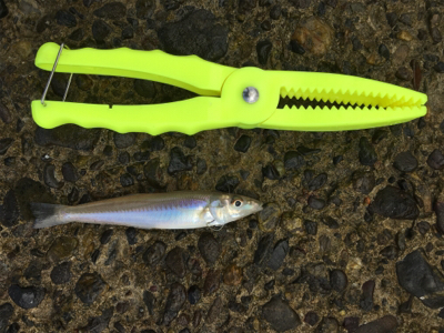 キス投げ釣りデビュー戦！