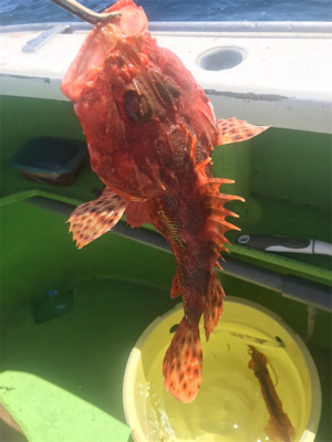 スルメイカ、オニカサゴ のリレー船