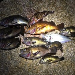 梅雨メバル好調