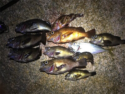 梅雨メバル好調