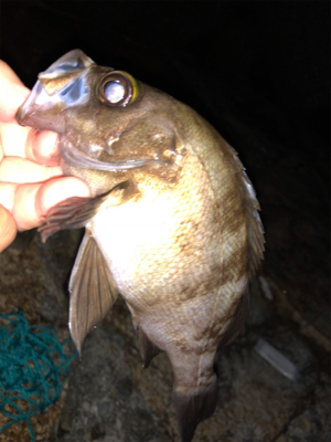 １匹だけですが、、、