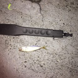 アジング？メバリング？ガシリング？？