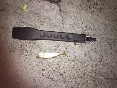 アジング？メバリング？ガシリング？？