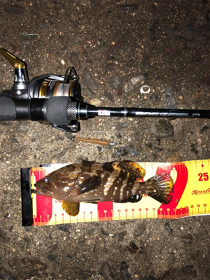 ロックフィッシュ