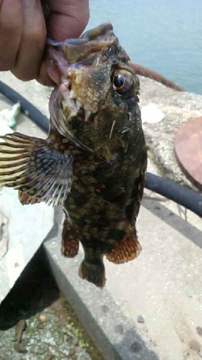 ガッシー狙い。