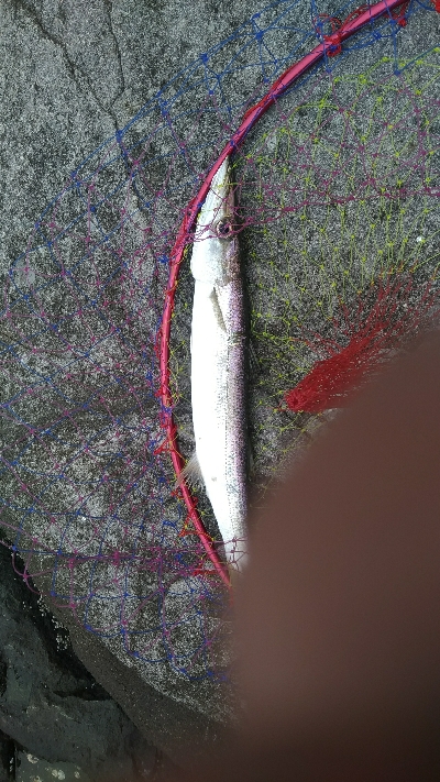 今日はサゴシdayでした