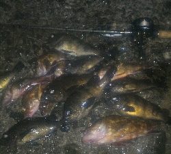 梅雨の隙みてメバル＆ガシラポンポン