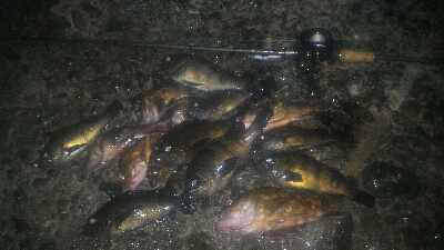 梅雨の隙みてメバル＆ガシラポンポン