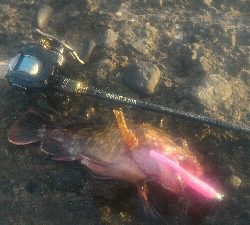 ガシラのみポンポン