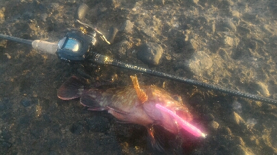 ガシラのみポンポン