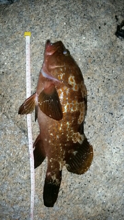 ビッグファイト