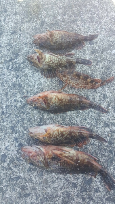 ガシラに遊んでもらいました