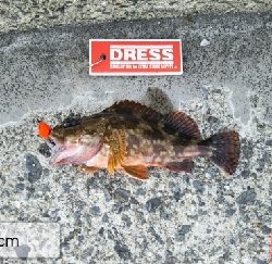 キスが釣れない…