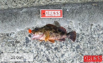 キスが釣れない…