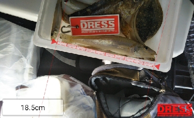 ジギング不発のキッシング